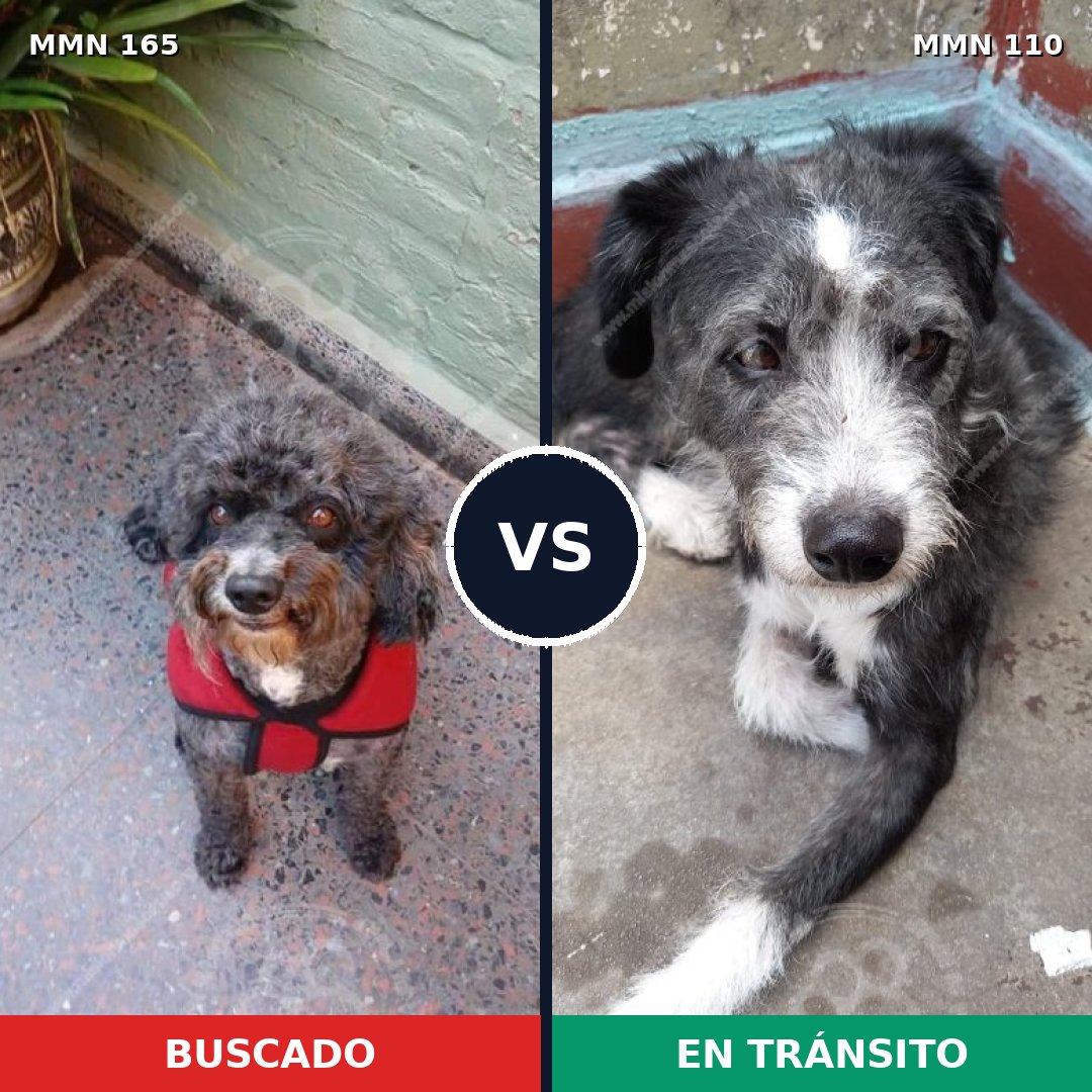 Comparativa MMS 3969: mascota perdida y mascota encontrada, 32% de similitud