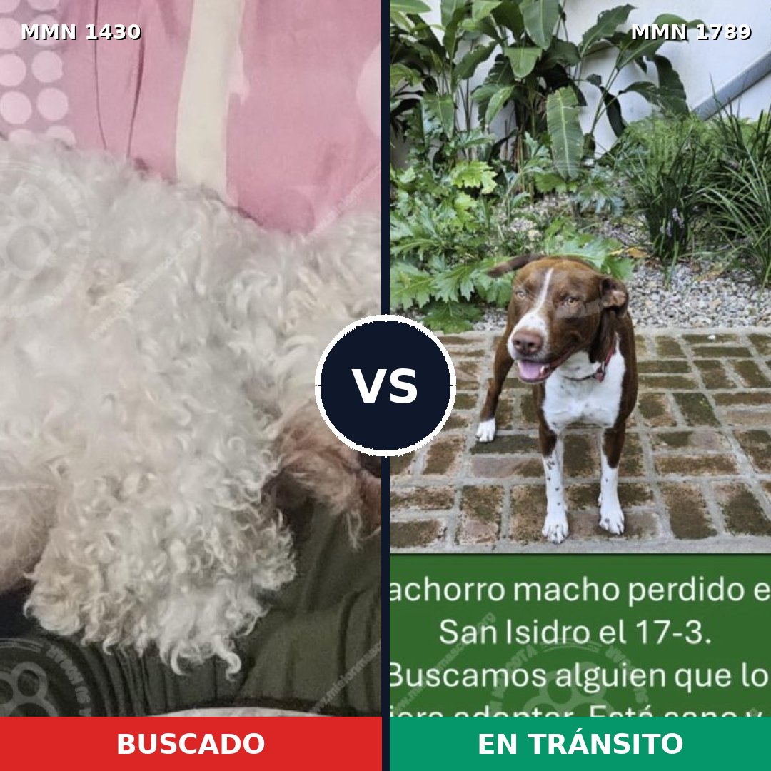 Comparativa MMS 39690: mascota perdida y mascota encontrada, 34% de similitud