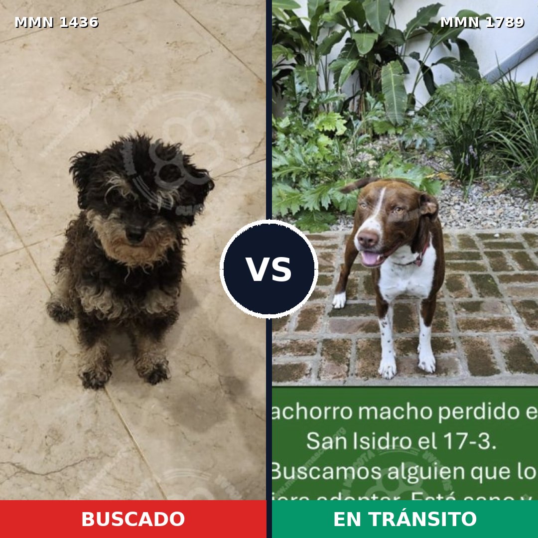 Comparativa MMS 39692: mascota perdida y mascota encontrada, 27% de similitud