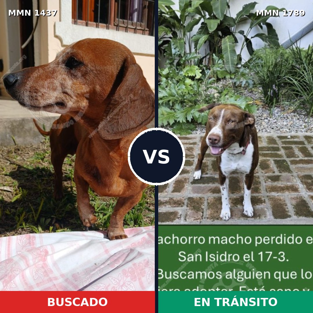 Comparativa MMS 39693: mascota perdida y mascota encontrada, 24% de similitud