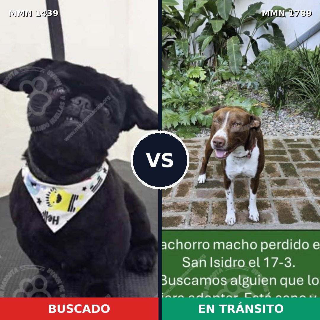 Comparativa MMS 39694: mascota perdida y mascota encontrada, 28% de similitud