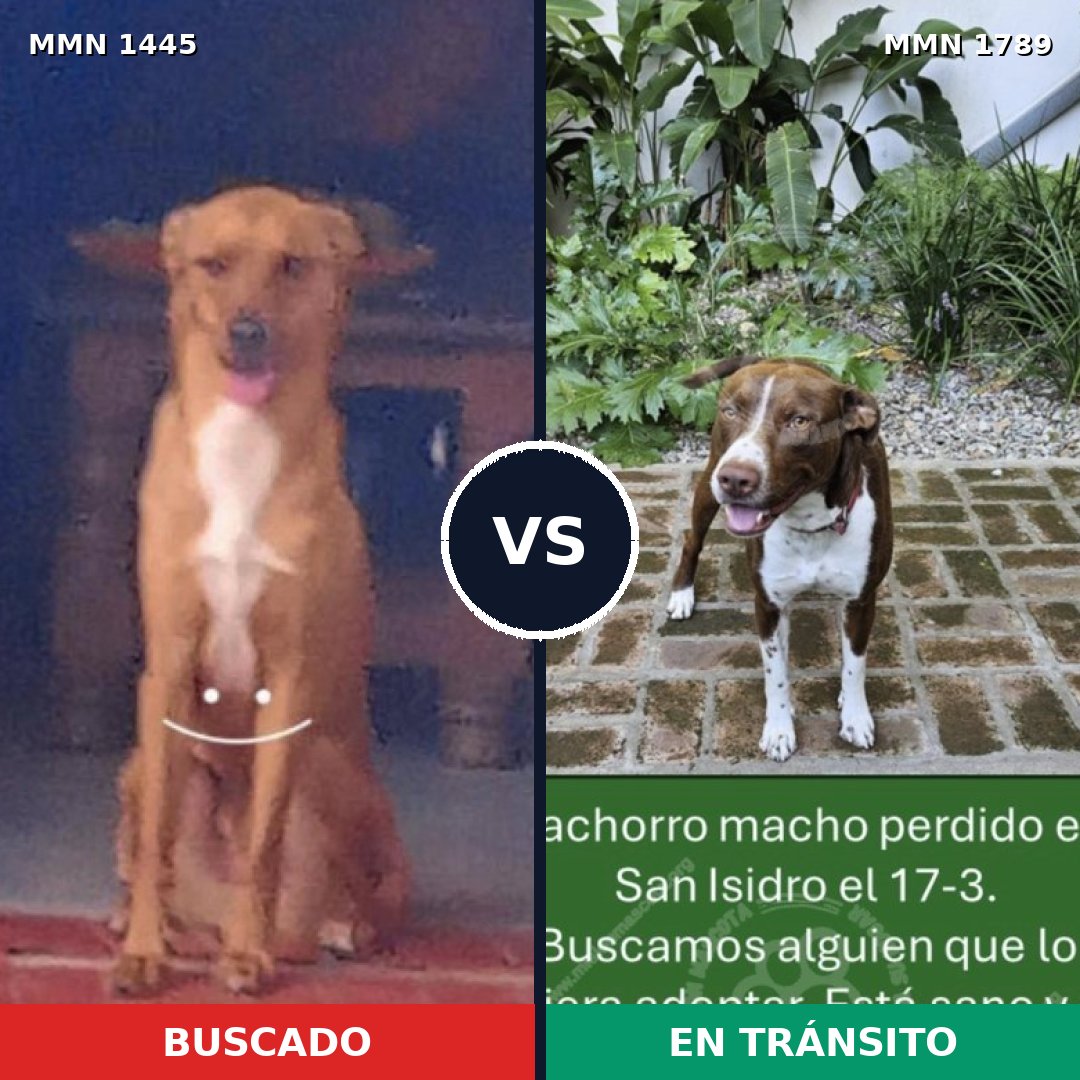 Comparativa MMS 39695: mascota perdida y mascota encontrada, 45% de similitud