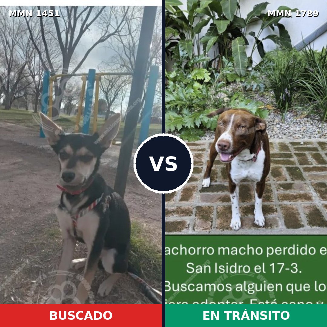 Comparativa MMS 39696: mascota perdida y mascota encontrada, 41% de similitud