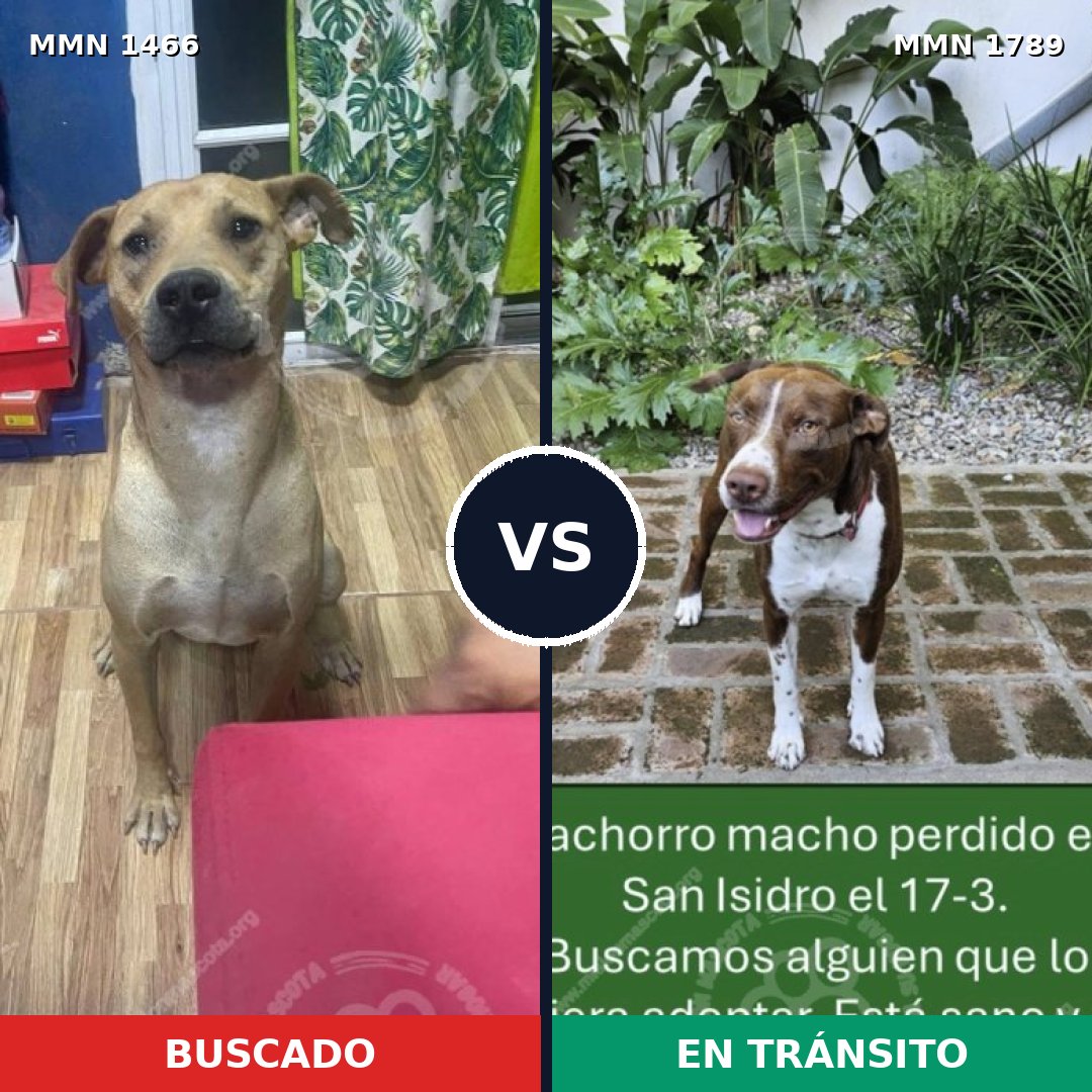 Comparativa MMS 39698: mascota perdida y mascota encontrada, 48% de similitud