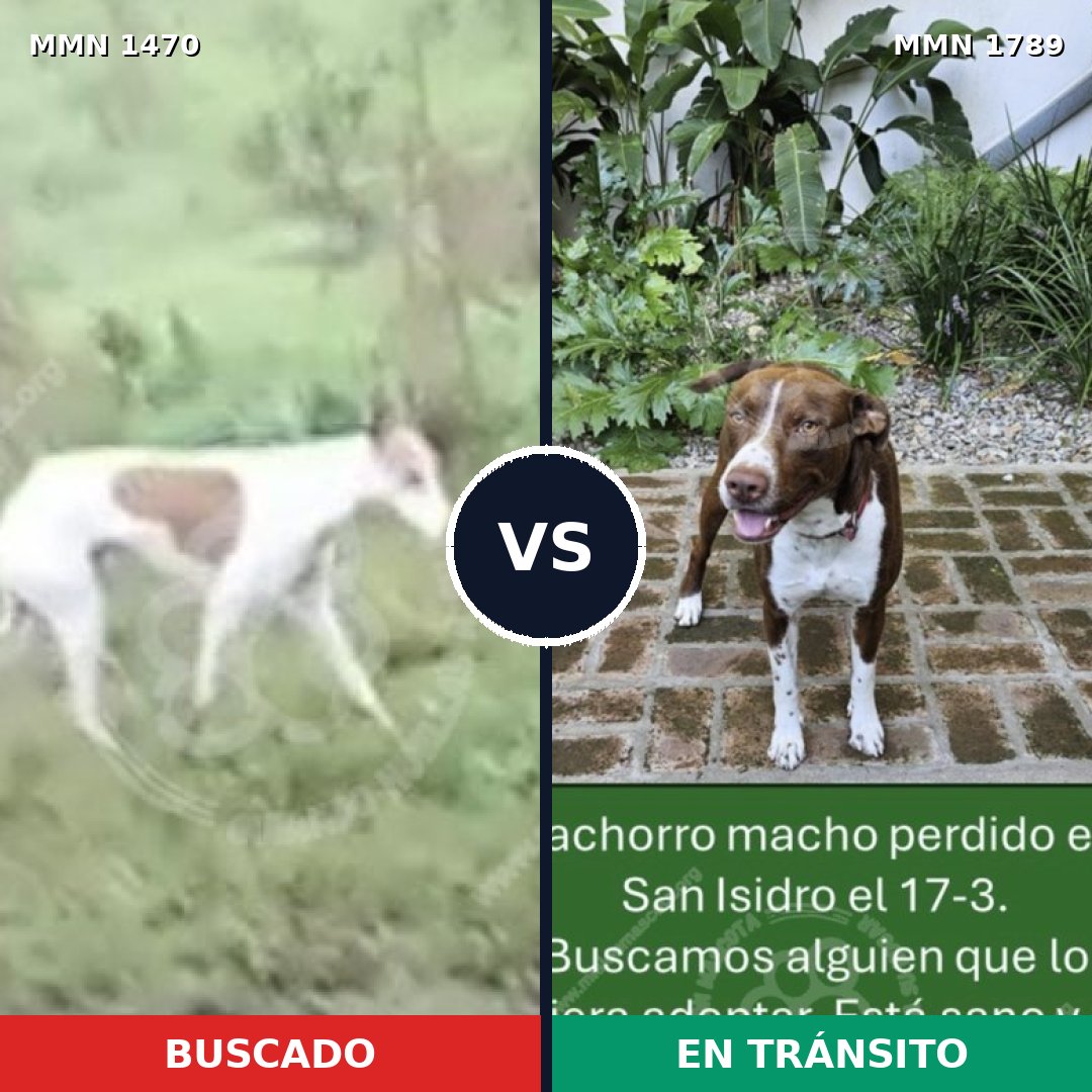 Comparativa MMS 39699: mascota perdida y mascota encontrada, 44% de similitud