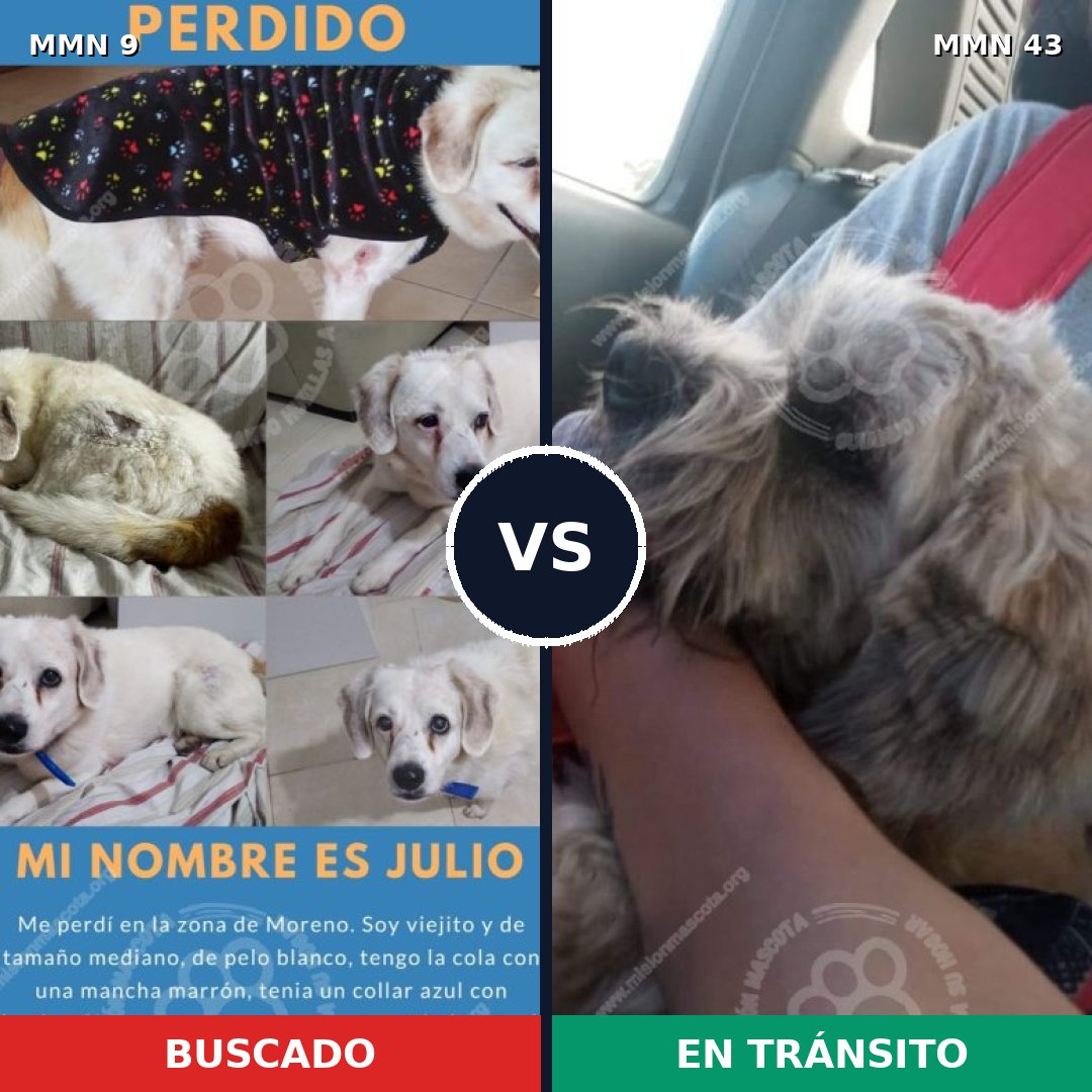 Comparativa MMS 397: mascota perdida y mascota encontrada, 59% de similitud
