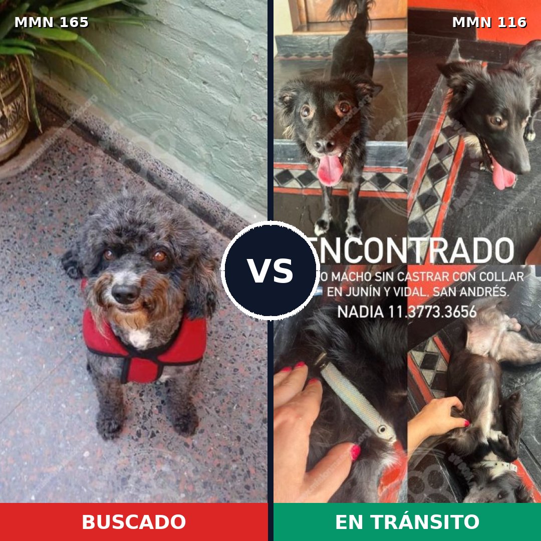 Comparativa MMS 3970: mascota perdida y mascota encontrada, 32% de similitud
