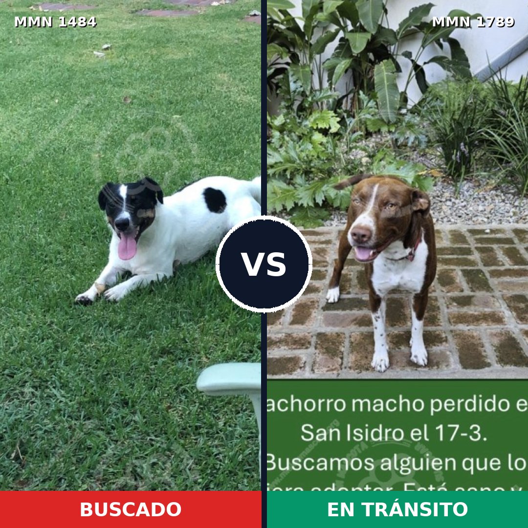 Comparativa MMS 39701: mascota perdida y mascota encontrada, 35% de similitud