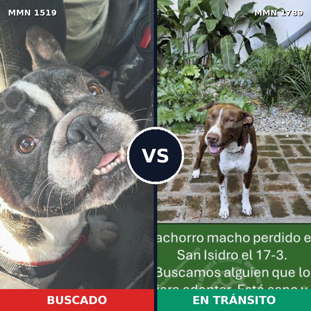 Comparativa MMS 39702: mascota perdida y mascota encontrada, 43% de similitud