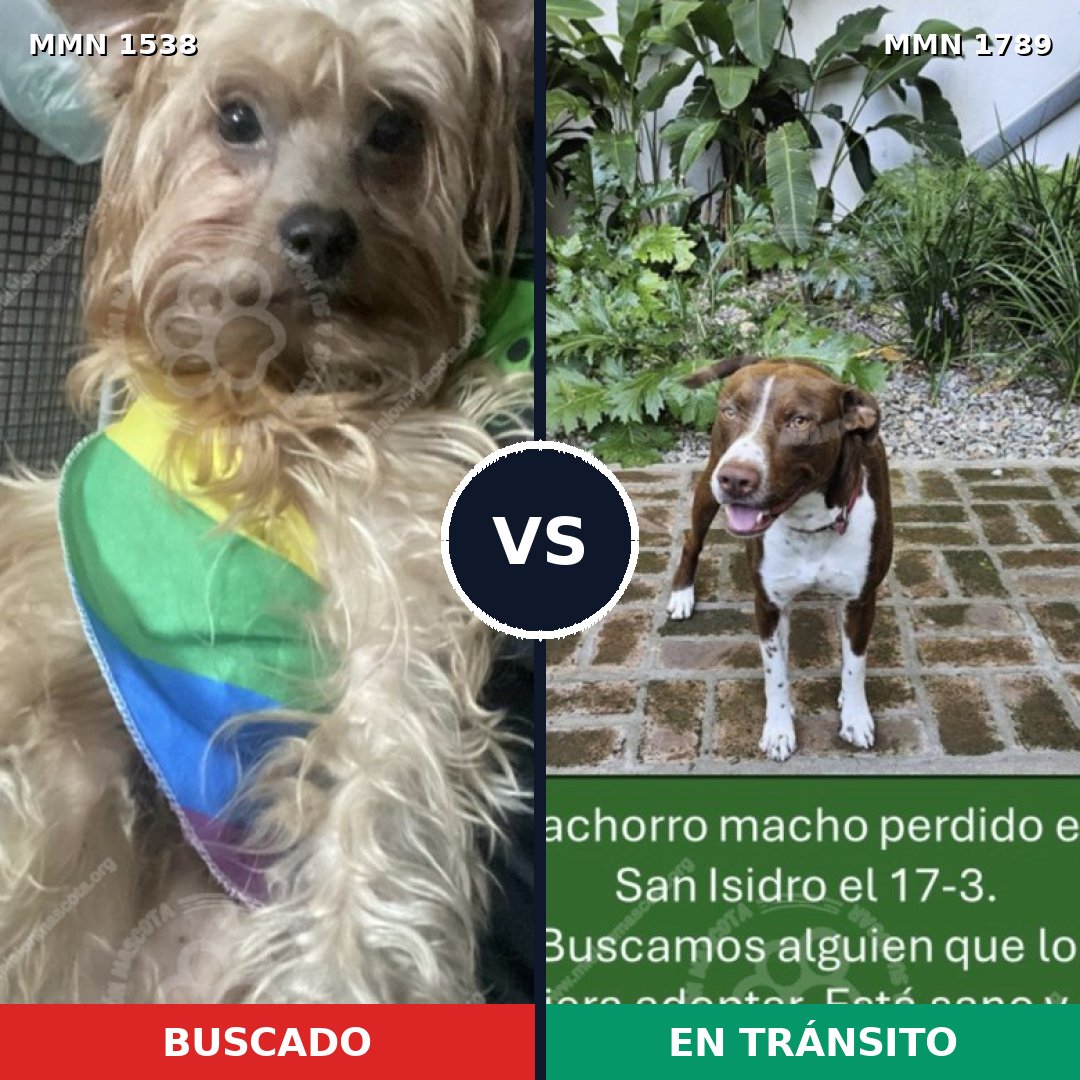 Comparativa MMS 39703: mascota perdida y mascota encontrada, 34% de similitud