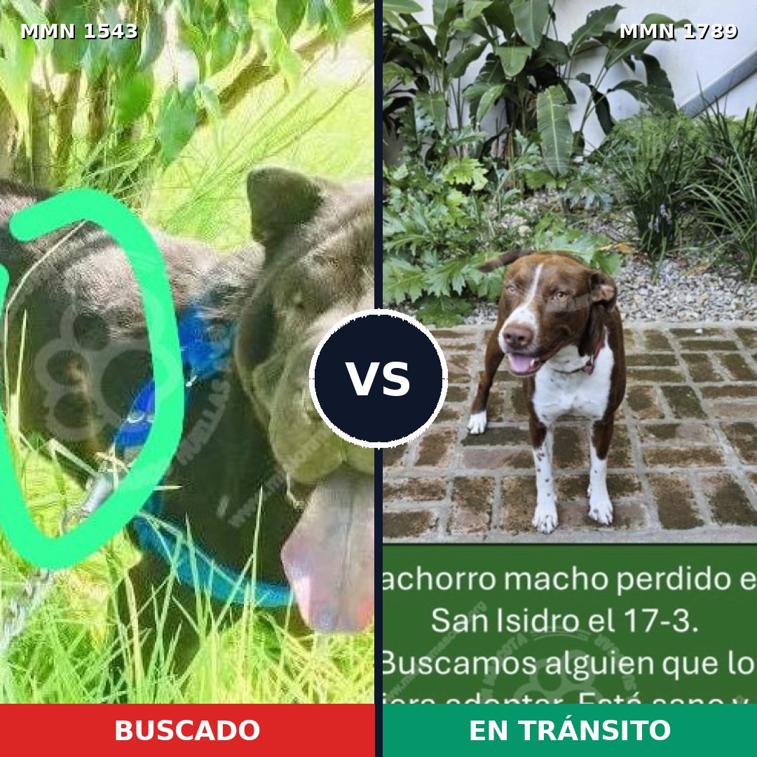 Comparativa MMS 39704: mascota perdida y mascota encontrada, 45% de similitud