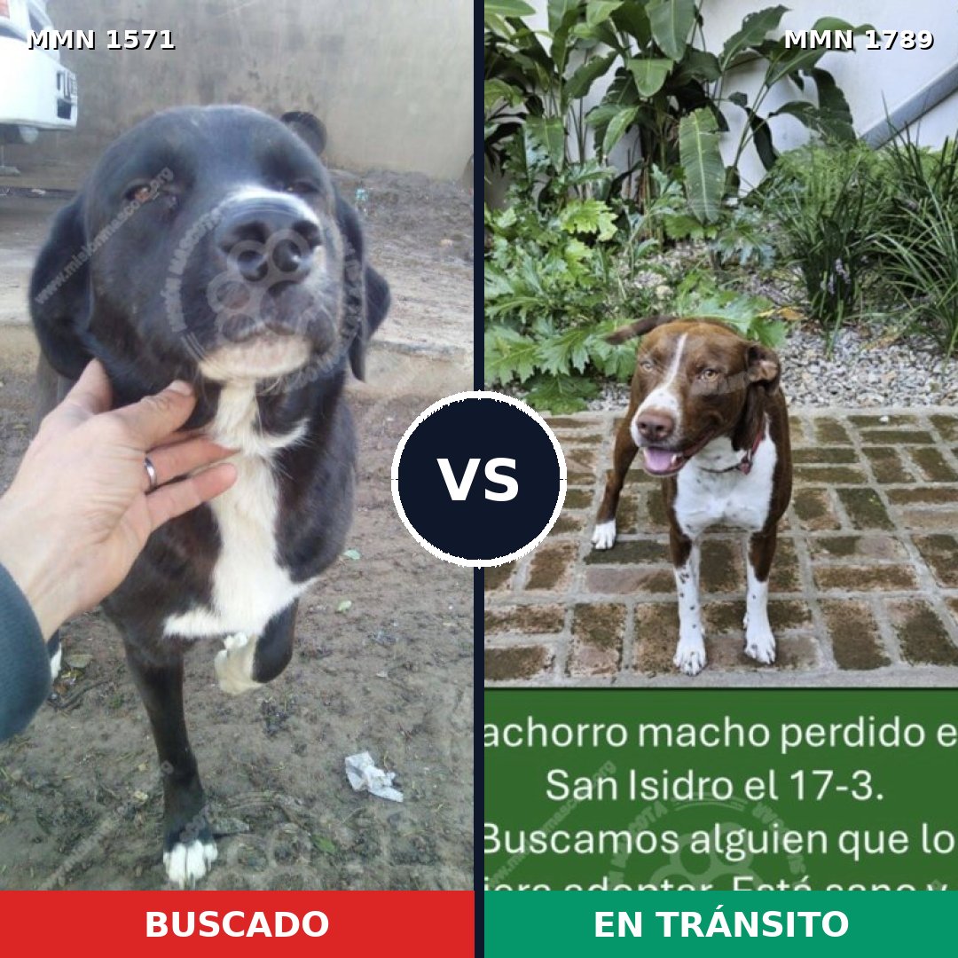 Comparativa MMS 39705: mascota perdida y mascota encontrada, 35% de similitud
