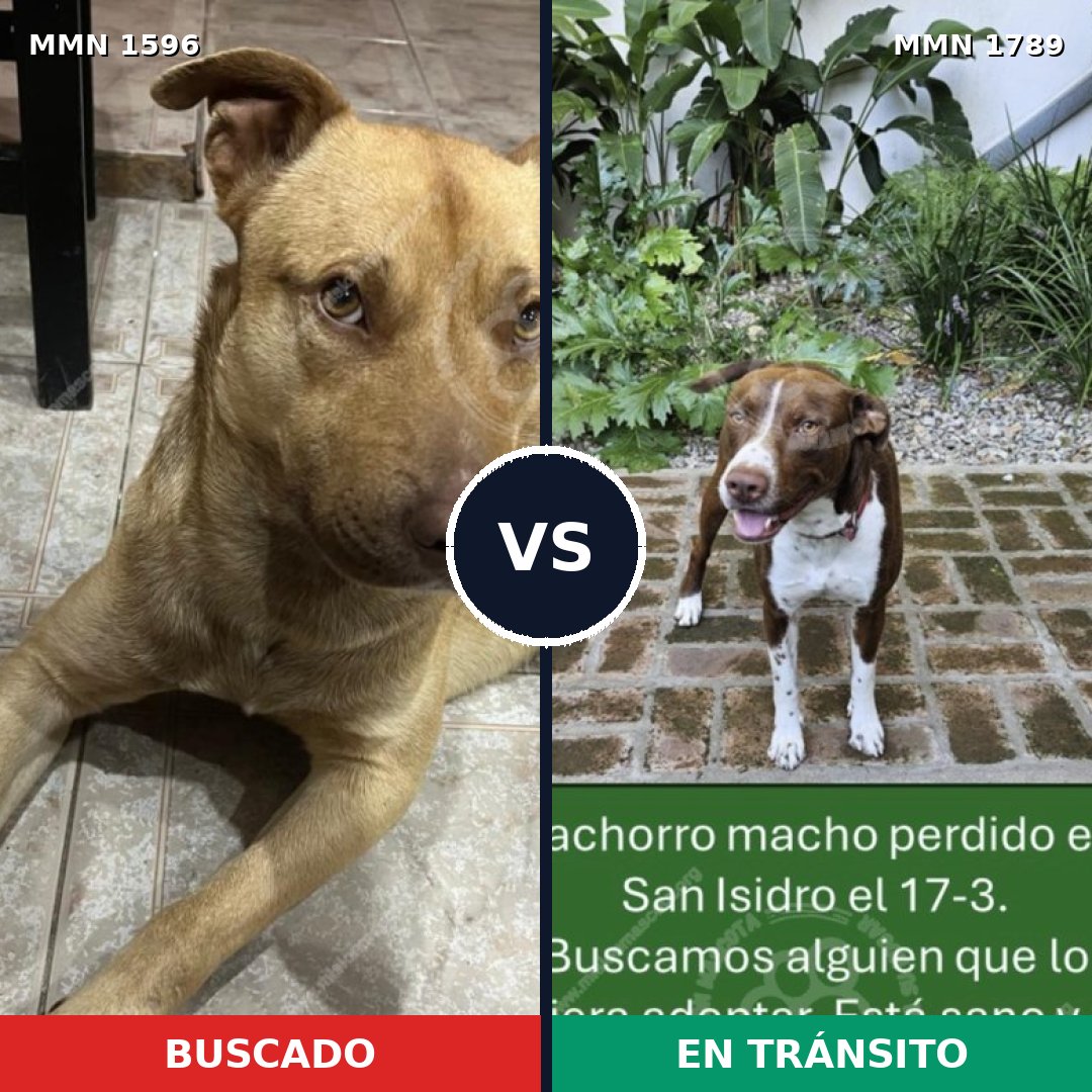 Comparativa MMS 39706: mascota perdida y mascota encontrada, 32% de similitud
