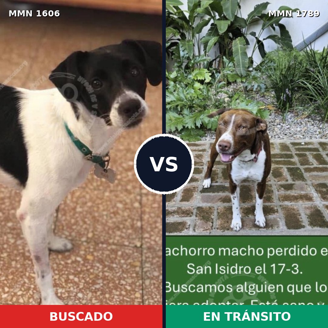 Comparativa MMS 39707: mascota perdida y mascota encontrada, 38% de similitud