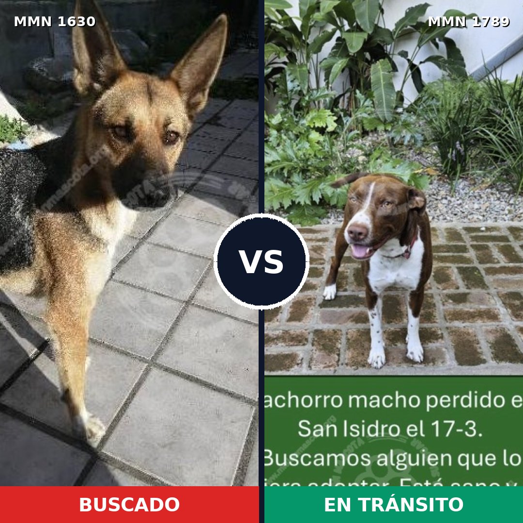 Comparativa MMS 39708: mascota perdida y mascota encontrada, 50% de similitud