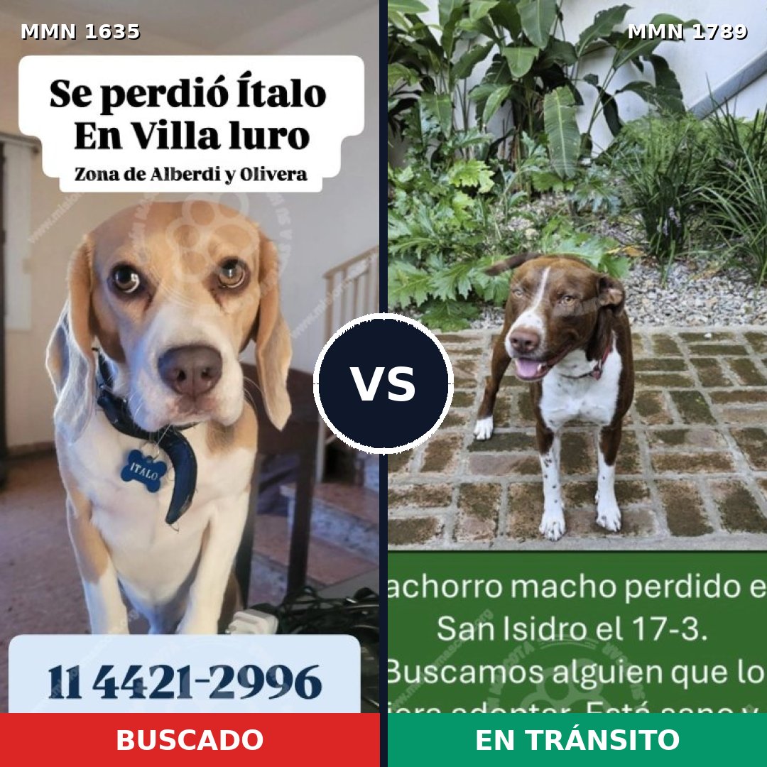 Comparativa MMS 39709: mascota perdida y mascota encontrada, 40% de similitud