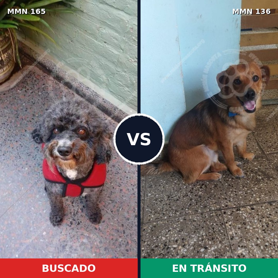 Comparativa MMS 3971: mascota perdida y mascota encontrada, 51% de similitud