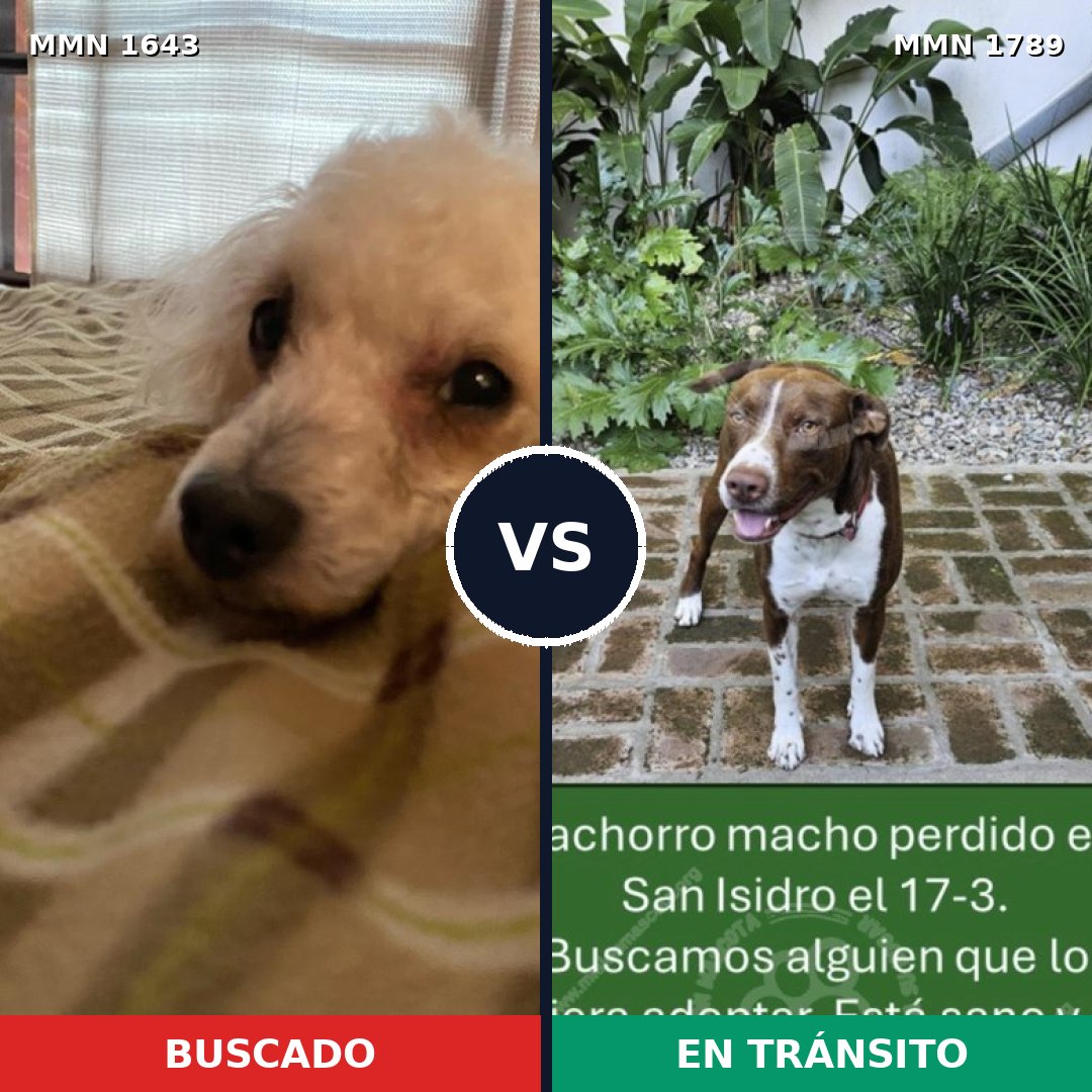 Comparativa MMS 39710: mascota perdida y mascota encontrada, 50% de similitud