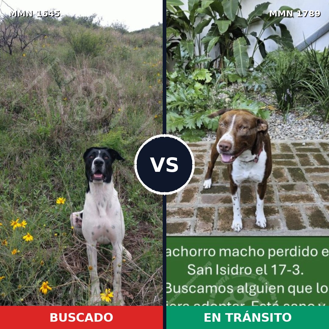 Comparativa MMS 39711: mascota perdida y mascota encontrada, 24% de similitud