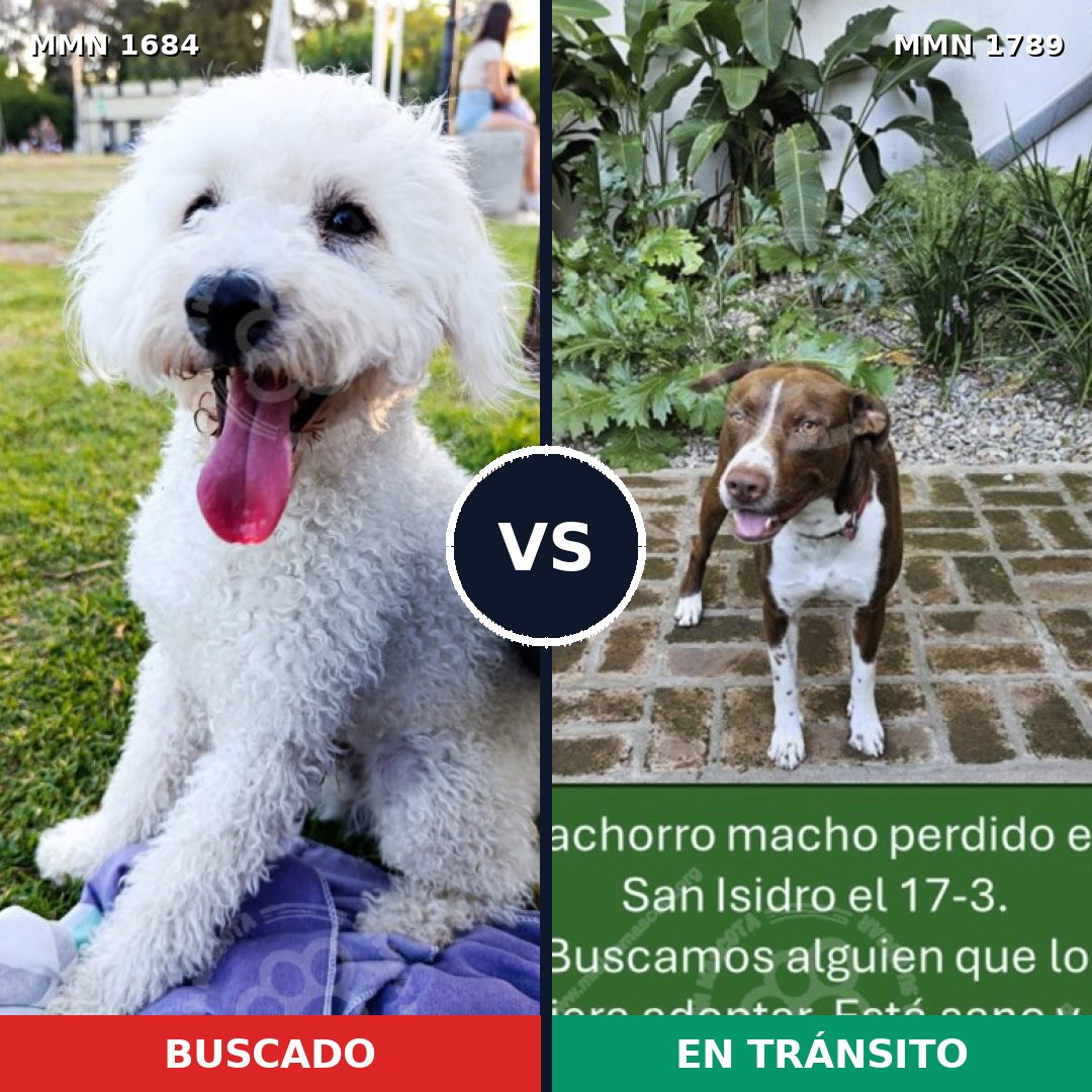 Comparativa MMS 39712: mascota perdida y mascota encontrada, 36% de similitud
