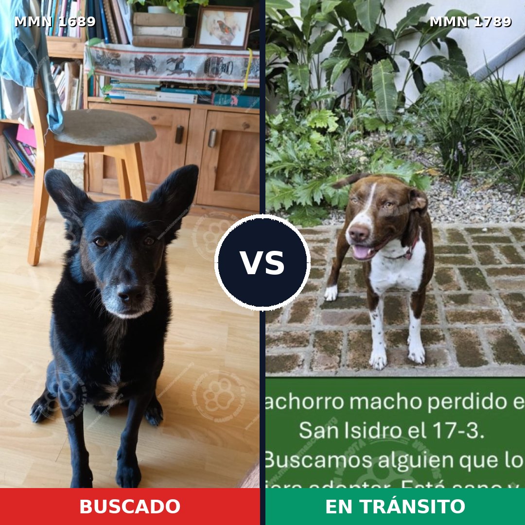 Comparativa MMS 39713: mascota perdida y mascota encontrada, 47% de similitud
