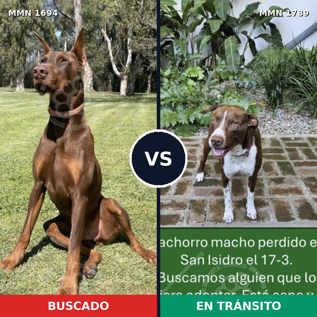 Comparativa MMS 39714: mascota perdida y mascota encontrada, 46% de similitud