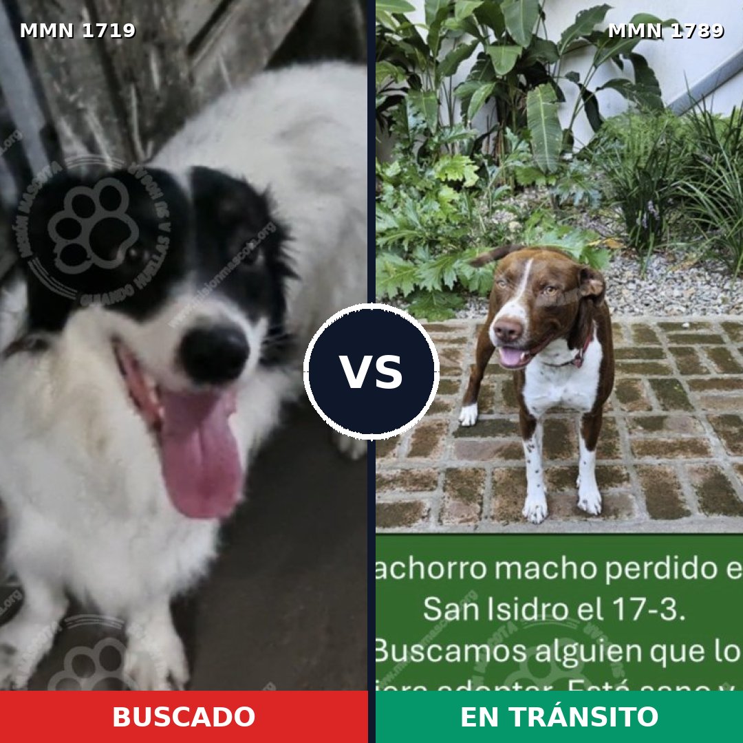Comparativa MMS 39716: mascota perdida y mascota encontrada, 45% de similitud