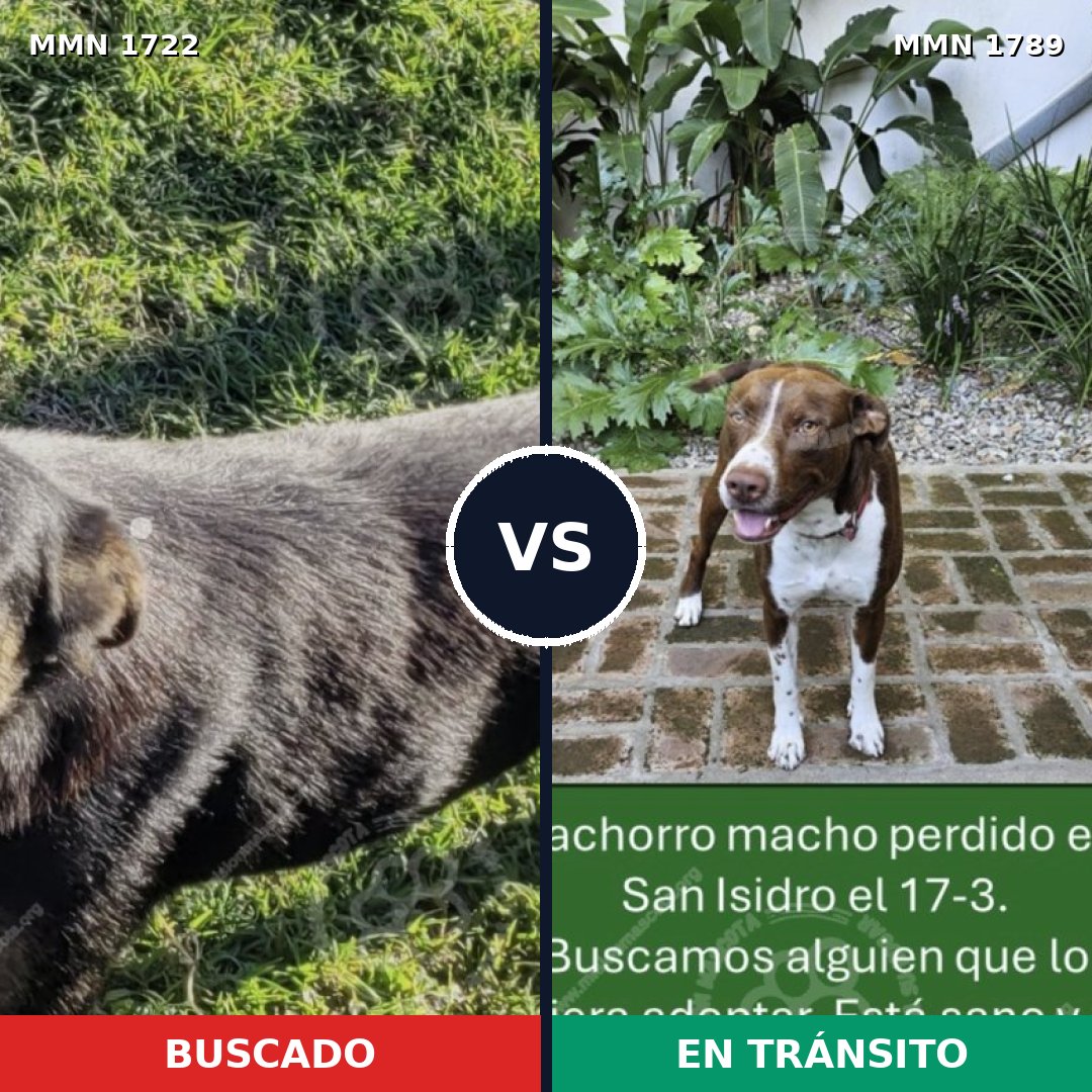 Comparativa MMS 39717: mascota perdida y mascota encontrada, 44% de similitud