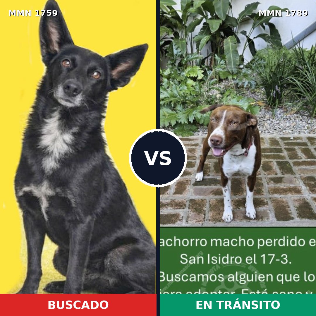 Comparativa MMS 39719: mascota perdida y mascota encontrada, 49% de similitud