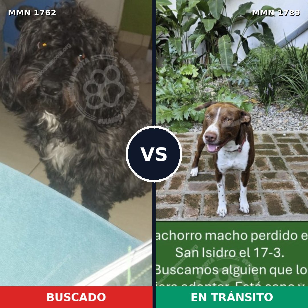 Comparativa MMS 39720: mascota perdida y mascota encontrada, 46% de similitud