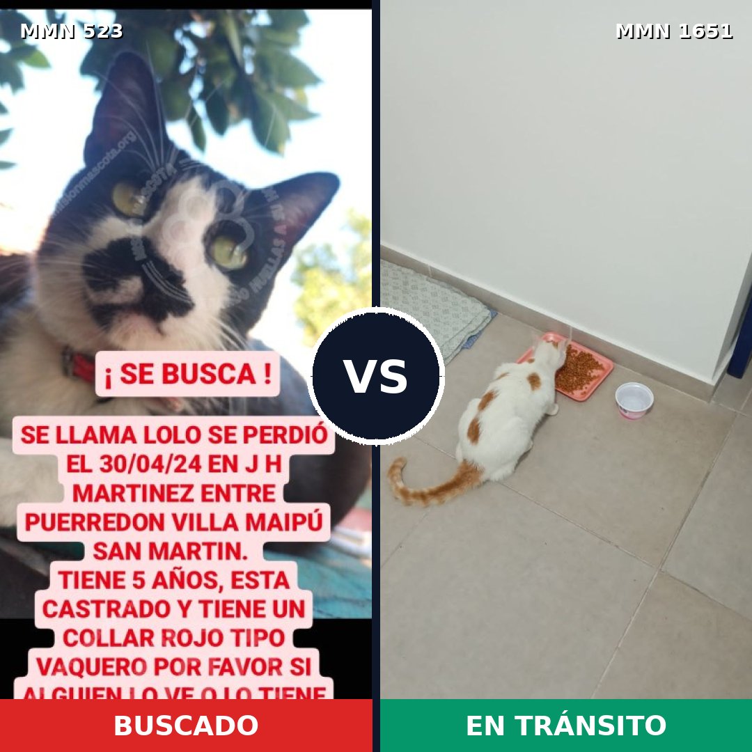 Comparativa MMS 39725: mascota perdida y mascota encontrada, 29% de similitud