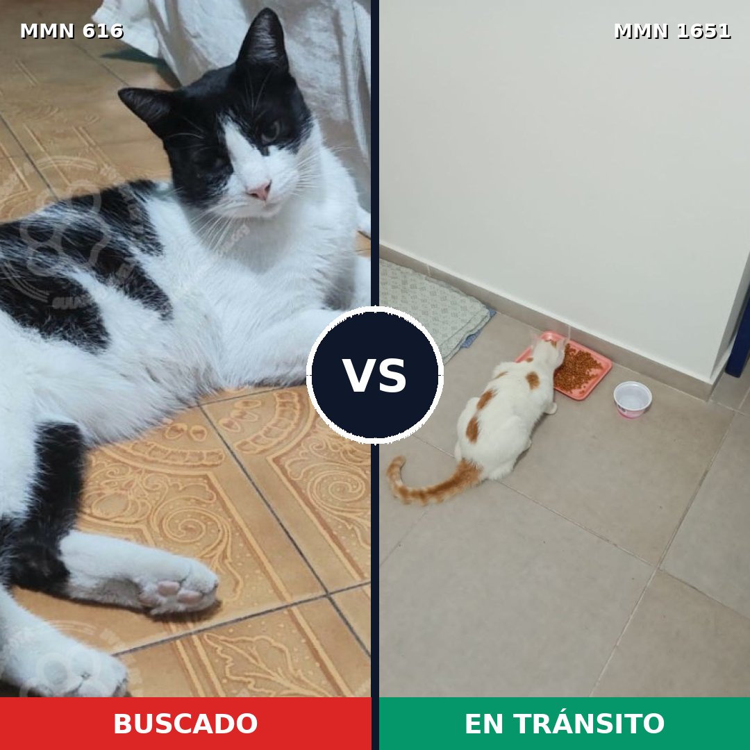 Comparativa MMS 39729: mascota perdida y mascota encontrada, 41% de similitud