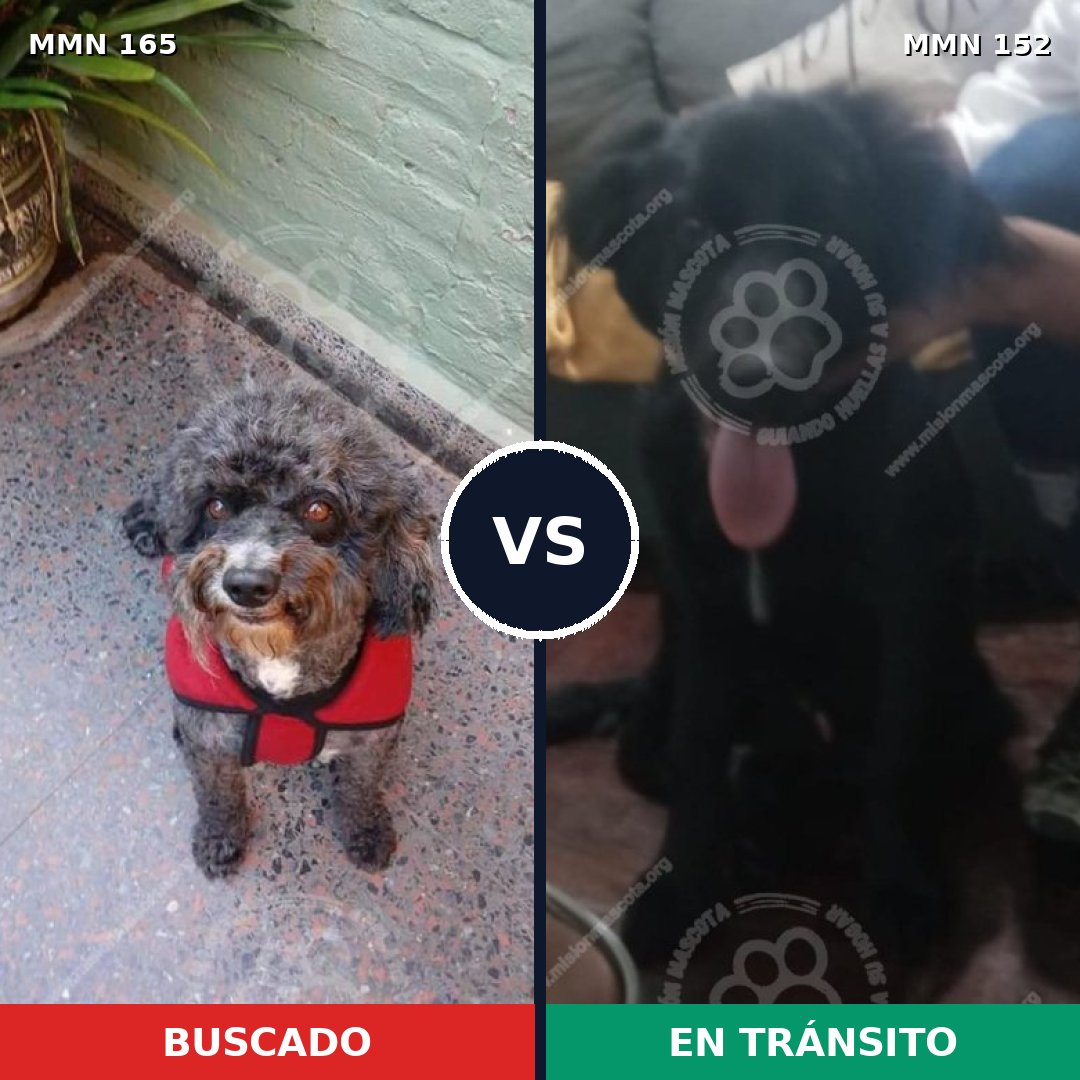 Comparativa MMS 3973: mascota perdida y mascota encontrada, 51% de similitud