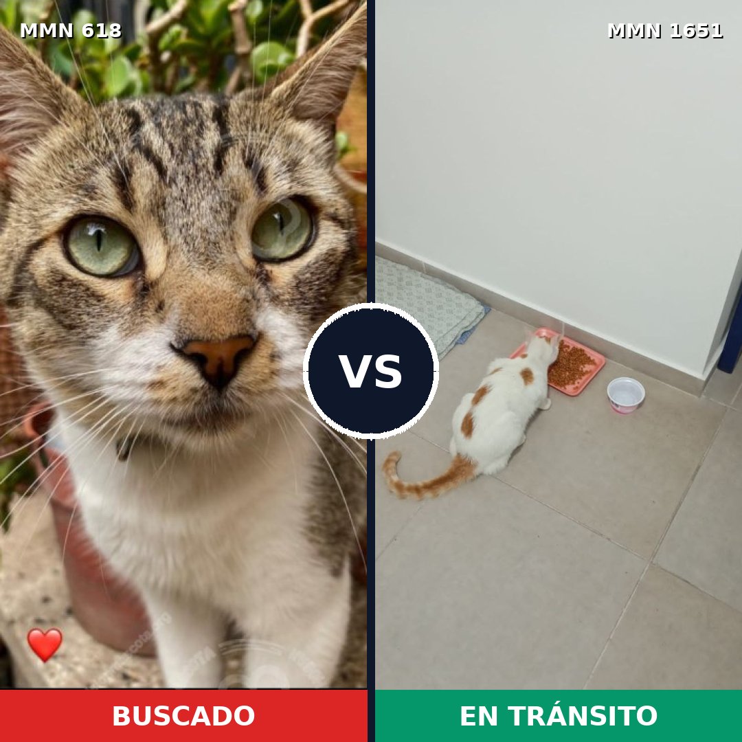 Comparativa MMS 39730: mascota perdida y mascota encontrada, 29% de similitud