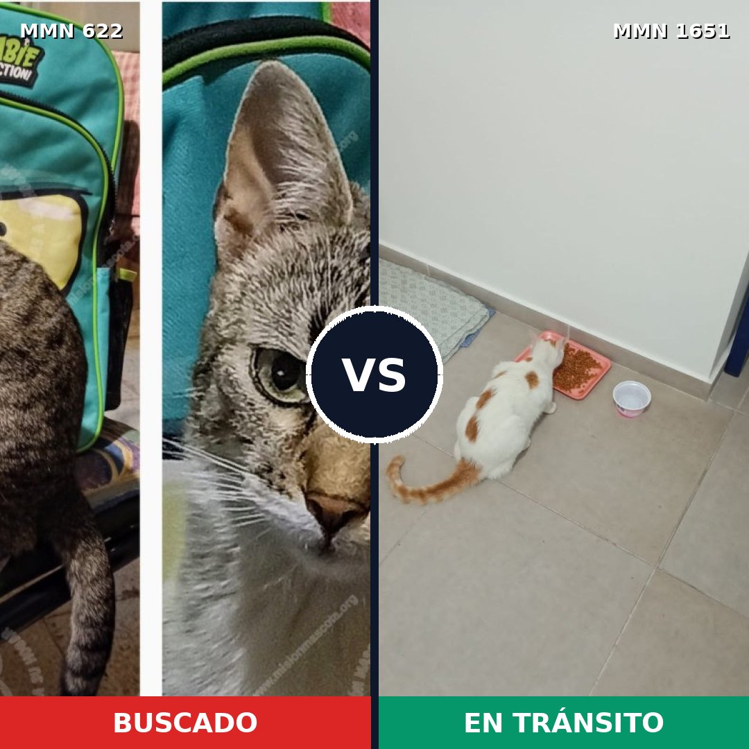 Comparativa MMS 39731: mascota perdida y mascota encontrada, 22% de similitud