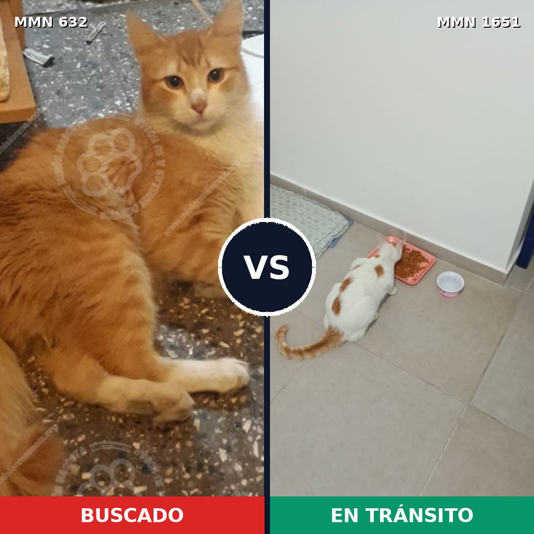 Comparativa MMS 39732: mascota perdida y mascota encontrada, 37% de similitud