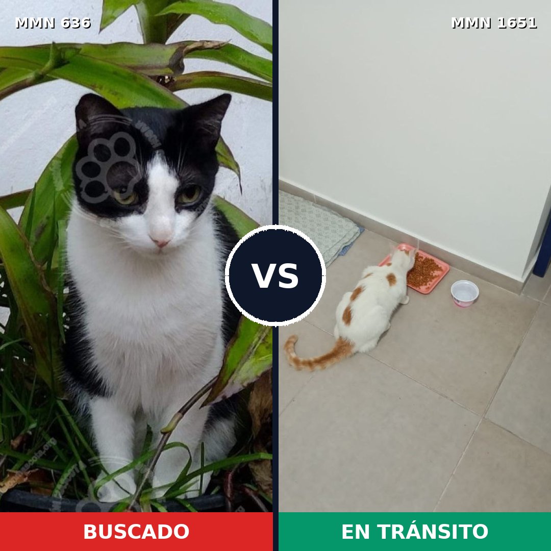 Comparativa MMS 39733: mascota perdida y mascota encontrada, 36% de similitud
