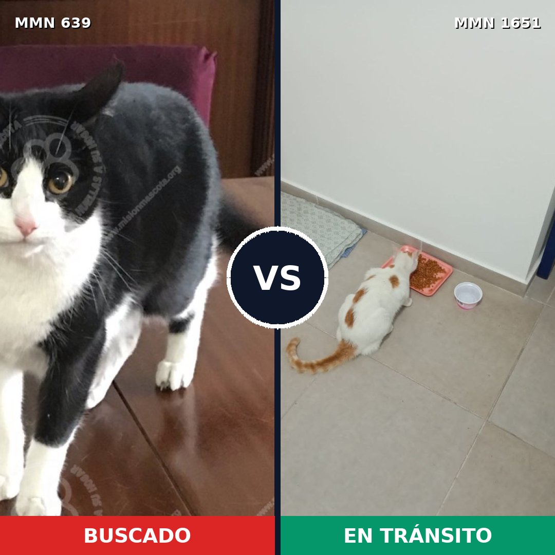Comparativa MMS 39734: mascota perdida y mascota encontrada, 37% de similitud