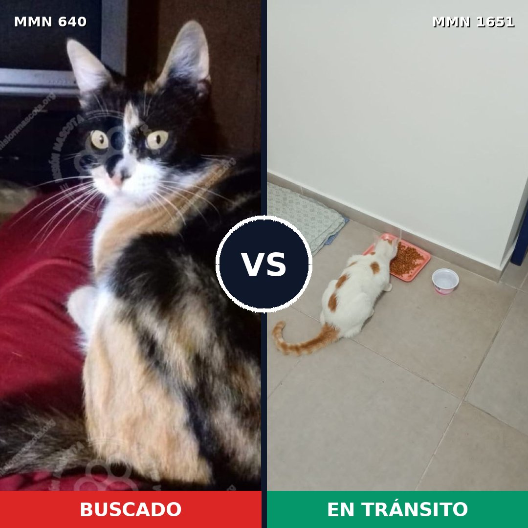Comparativa MMS 39735: mascota perdida y mascota encontrada, 39% de similitud