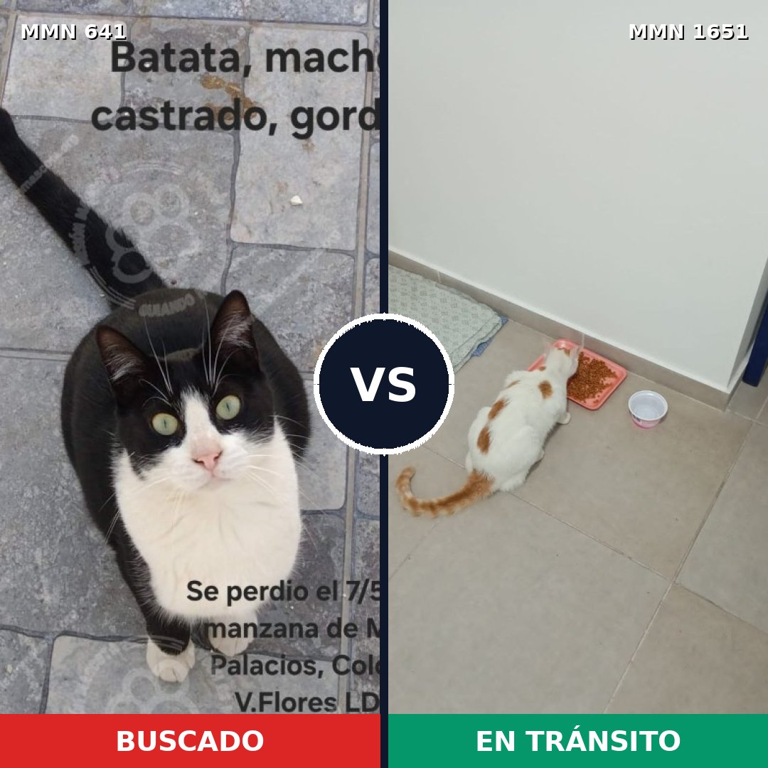Comparativa MMS 39736: mascota perdida y mascota encontrada, 37% de similitud