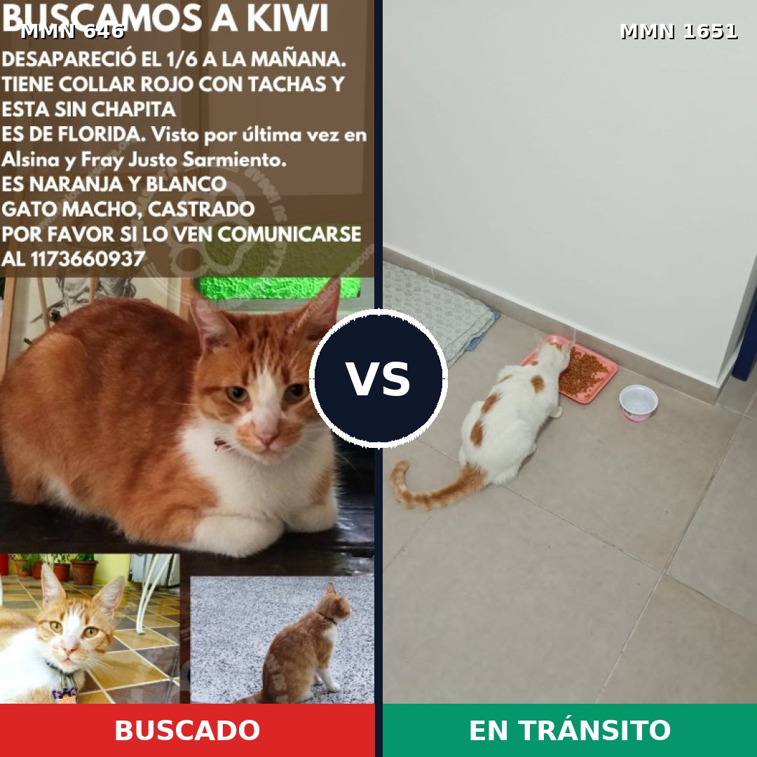 Comparativa MMS 39738: mascota perdida y mascota encontrada, 39% de similitud