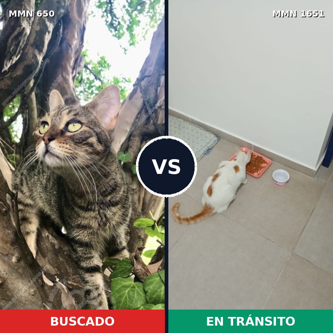 Comparativa MMS 39739: mascota perdida y mascota encontrada, 29% de similitud