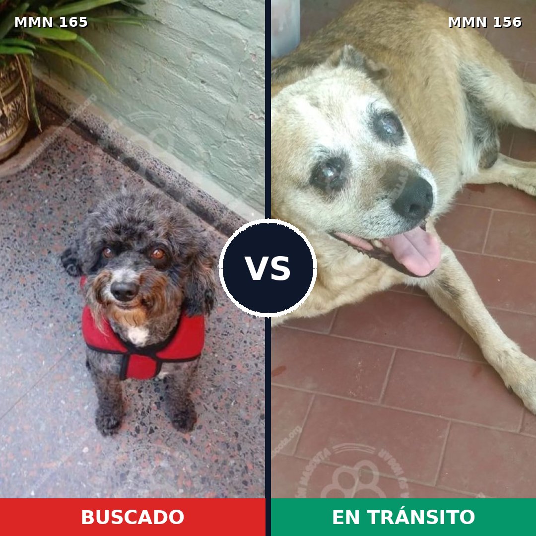 Comparativa MMS 3974: mascota perdida y mascota encontrada, 32% de similitud