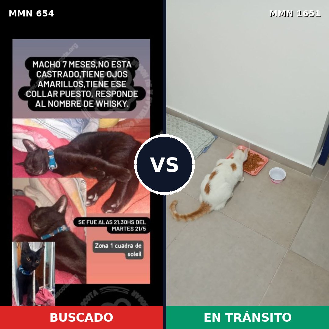 Comparativa MMS 39740: mascota perdida y mascota encontrada, 35% de similitud