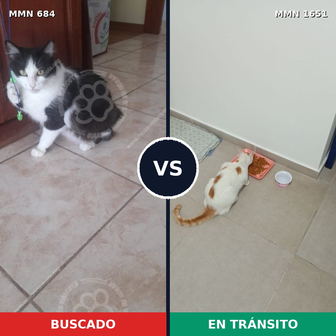 Comparativa MMS 39741: mascota perdida y mascota encontrada, 32% de similitud
