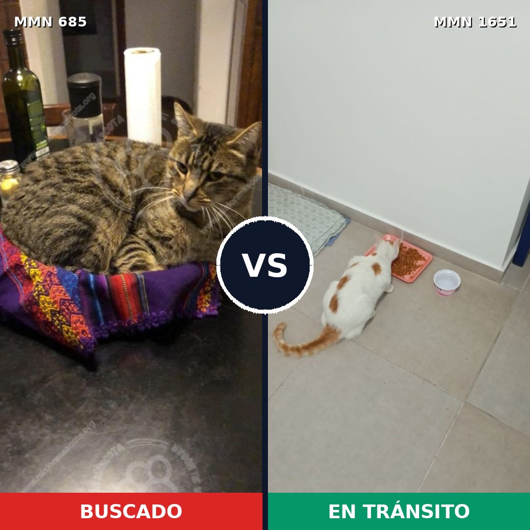 Comparativa MMS 39742: mascota perdida y mascota encontrada, 26% de similitud