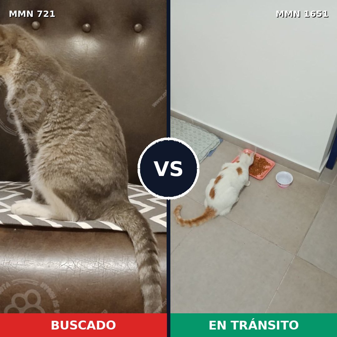 Comparativa MMS 39743: mascota perdida y mascota encontrada, 38% de similitud