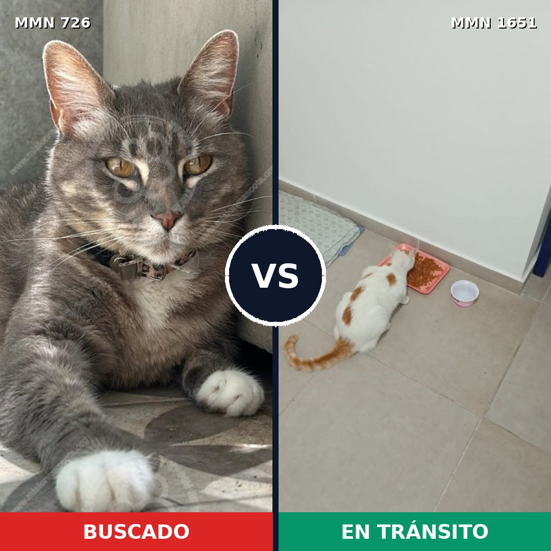 Comparativa MMS 39744: mascota perdida y mascota encontrada, 36% de similitud