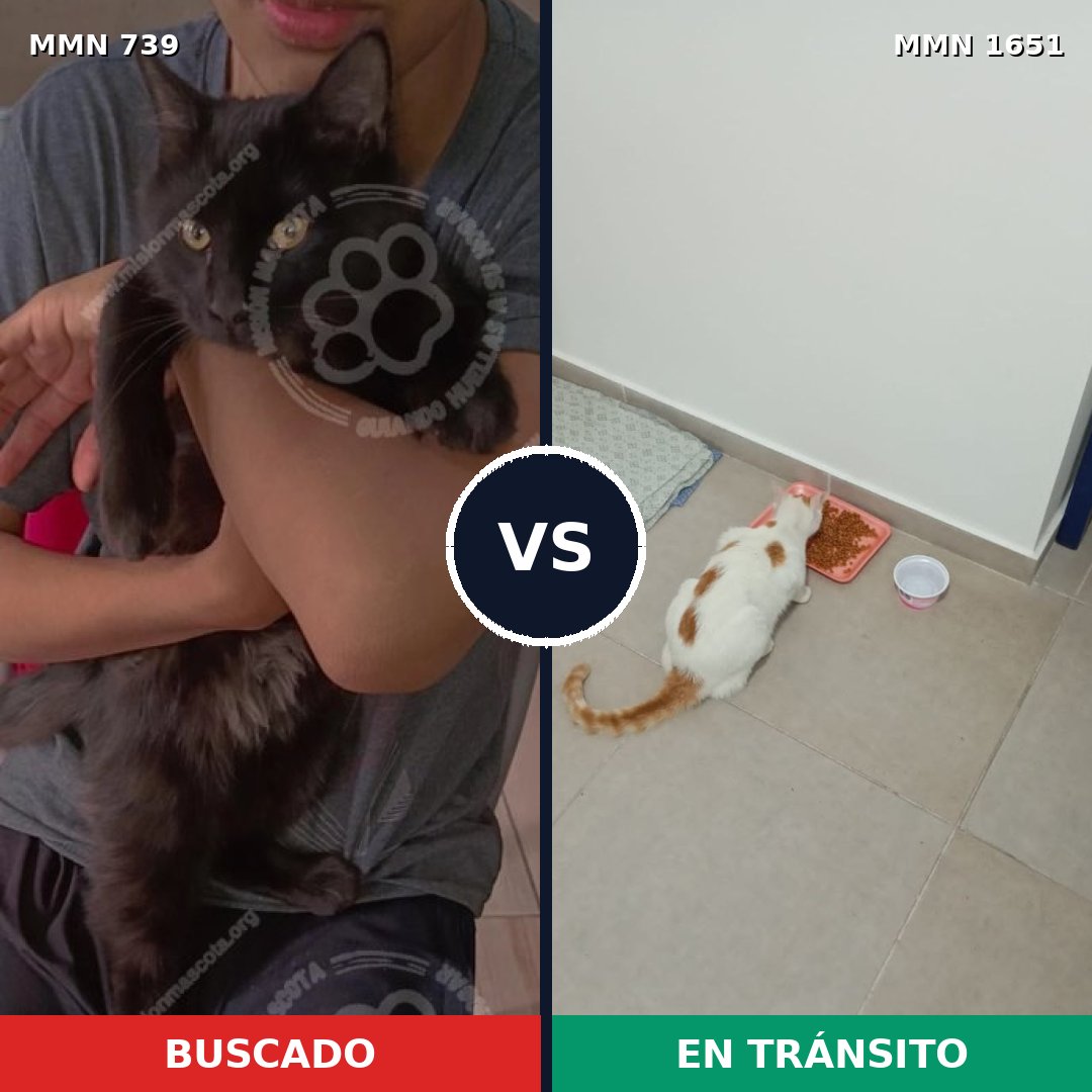 Comparativa MMS 39745: mascota perdida y mascota encontrada, 29% de similitud