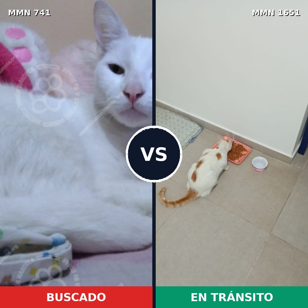 Comparativa MMS 39746: mascota perdida y mascota encontrada, 44% de similitud